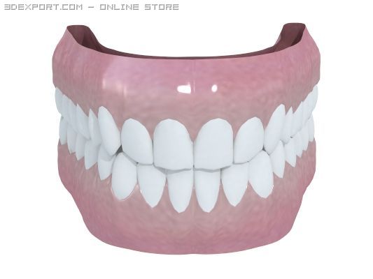 human teeth Model 3D .c4d .max .obj .3ds .fbx .stl .blend 