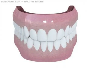 menschliche Z&auml;hne 3D Modell