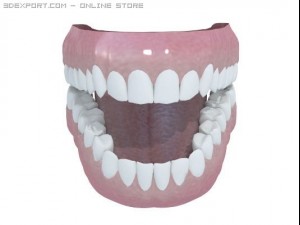 human teeth Model 3D