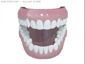 human teeth 3D Model