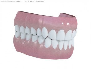 human teeth Model 3D