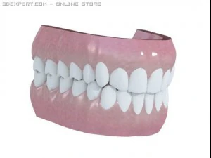human teeth 3D Model