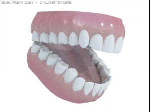 human teeth Model 3D