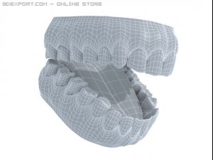 human teeth Model 3D
