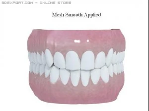 human teeth 3D Model