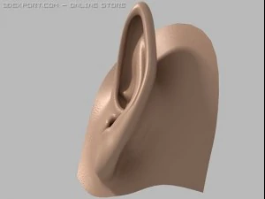 elf ear 3D Model