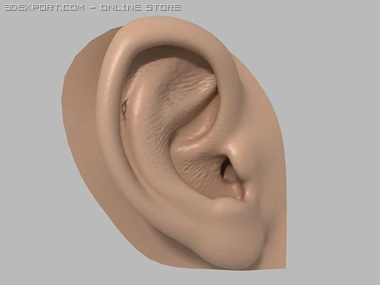 human ear 3D Model .c4d .max .obj .3ds .fbx .stl .blend 