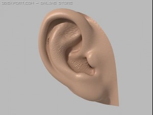 human ear 3D 模型