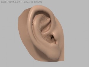 human ear 3D 模型
