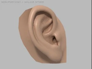 human ear 3D Model