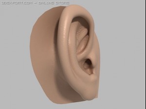 human ear 3D 模型
