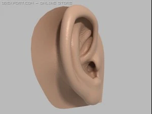 human ear 3D Model