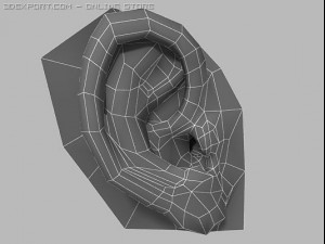 human ear 3D 模型