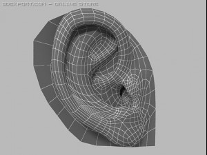 human ear 3D 模型