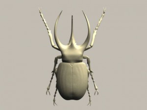chalcosoma atlas celebes Modèle 3D