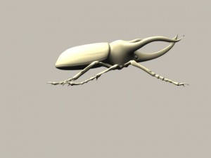 chalcosoma atlas celebes Modèle 3D