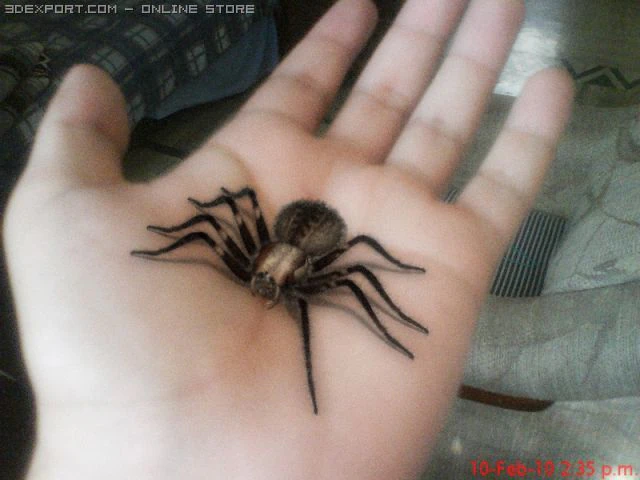 aranha com pelo Modelo 3D .c4d .max .obj .3ds .fbx .stl .blend 