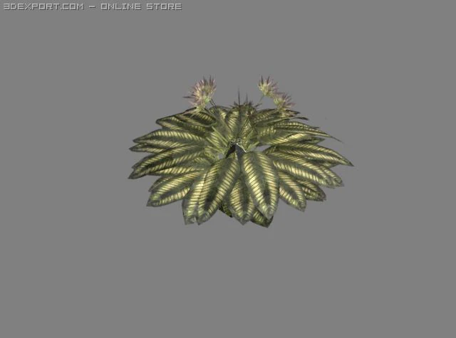 small tropical plant 3D Model .c4d .max .obj .3ds .fbx .stl .blend