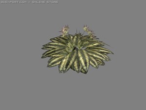 small tropical plant Modèle 3D