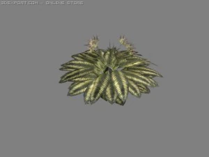 pequena planta tropical Modelo 3D