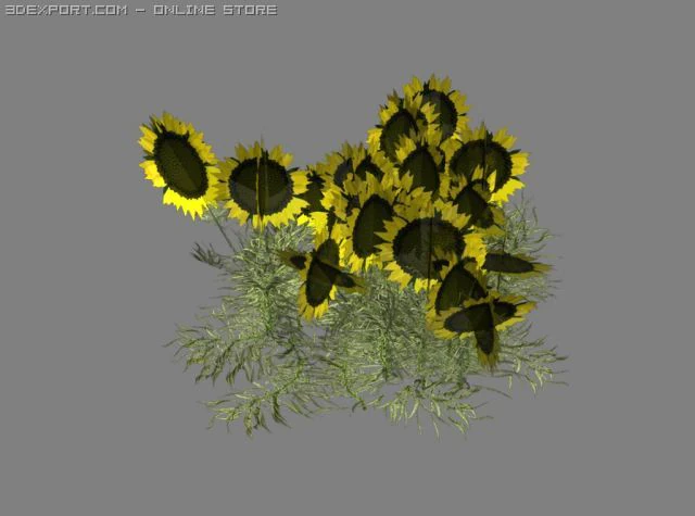 sunflower patch 3D Model .c4d .max .obj .3ds .fbx .stl .blend