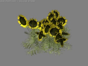 sunflower patch Modèle 3D