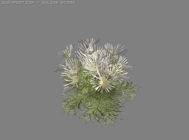 daisylike flowering plant Modelo 3D .c4d .max .obj .3ds .fbx .stl .blend 