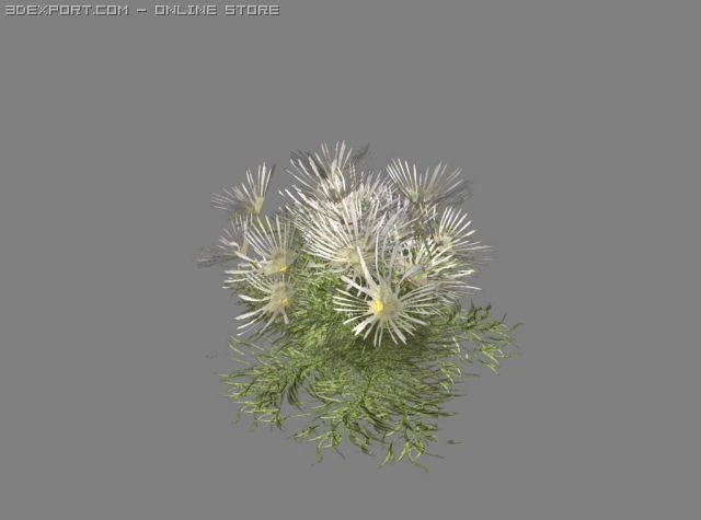 daisylike flowering plant 3D Model .c4d .max .obj .3ds .fbx .stl .blend