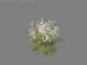daisylike flowering plant Modèle 3D