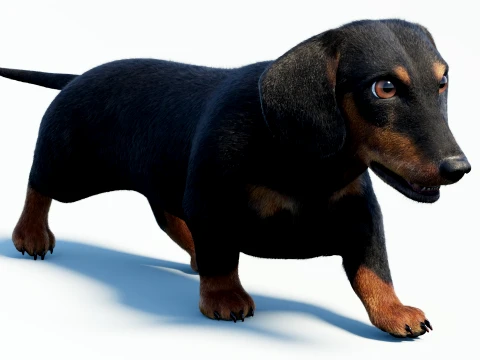 Animated Black Dachshund Dog Fur 3D Model