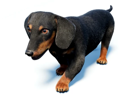 Animated Black Dachshund Dog Fur 3D Model