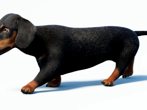 Animated Black Dachshund Dog Fur 3D Model