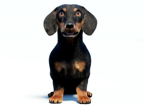 Animated Black Dachshund Dog Fur 3D Model