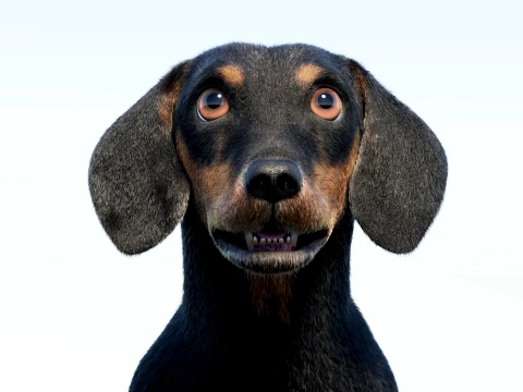 Animated Black Dachshund Dog Fur 3D Model