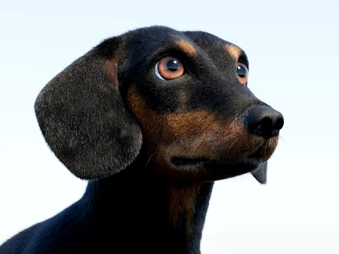Animated Black Dachshund Dog Fur 3D Model