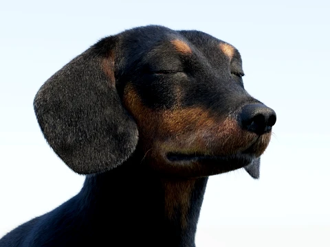 Animated Black Dachshund Dog Fur 3D Model