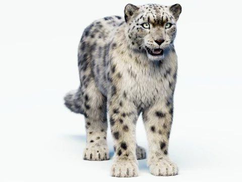 毛皮付きユキヒョウ 3Dモデル