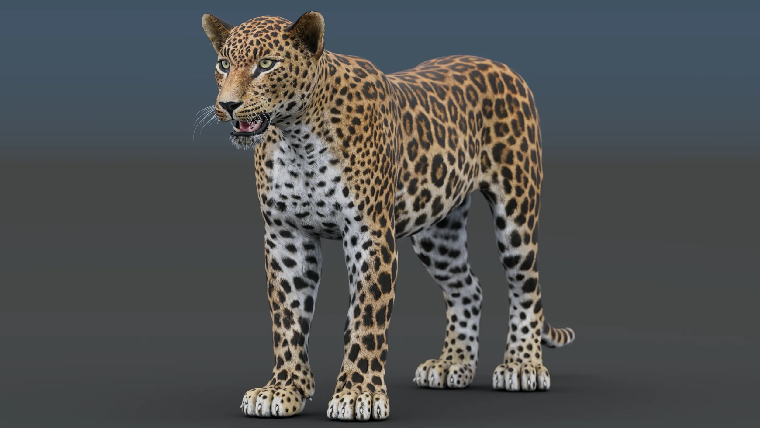 Sri Lankan Leopard 3D Model .c4d .max .obj .3ds .fbx .stl .blend 