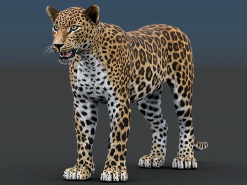 Sri Lankan Leopard 3D Model