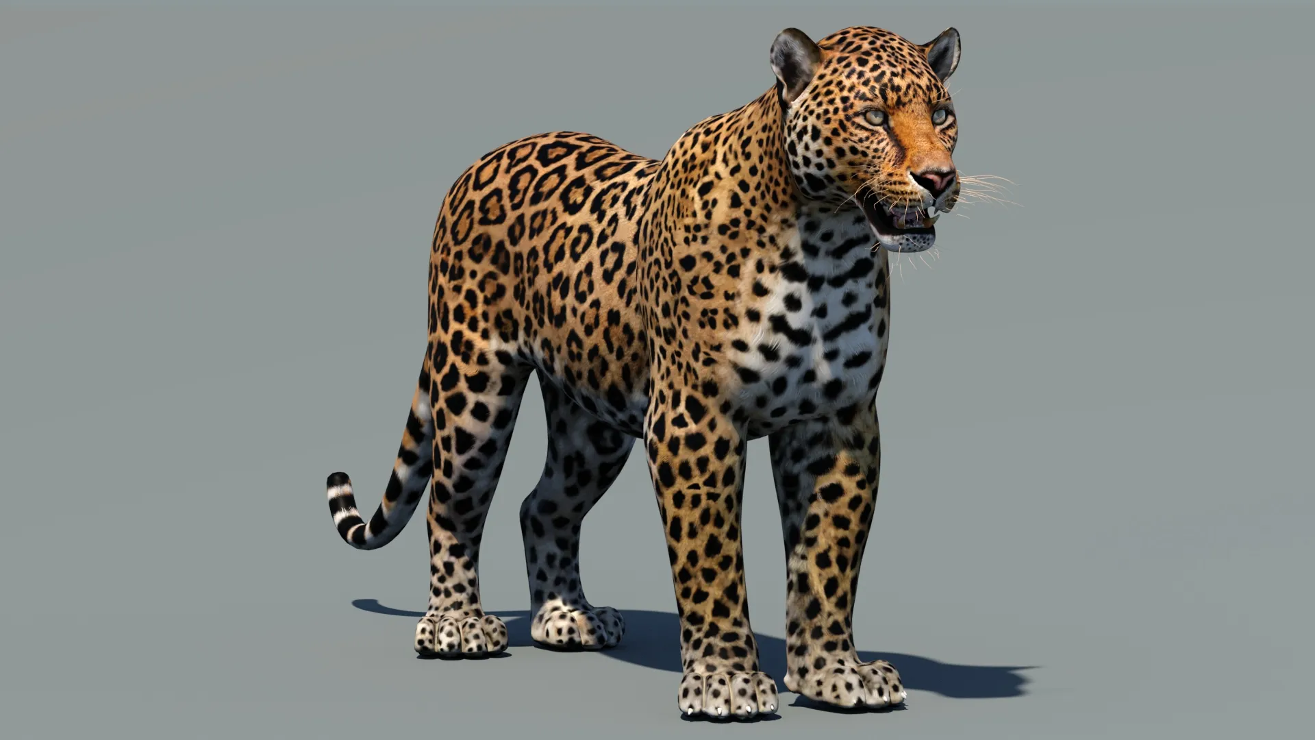 Leopard 3D Model .c4d .max .obj .3ds .fbx .stl .blend 