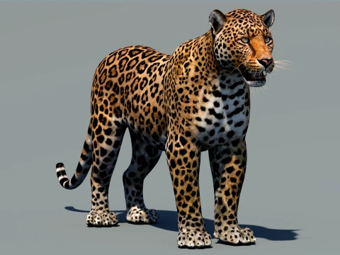 Luipaard 3D Model