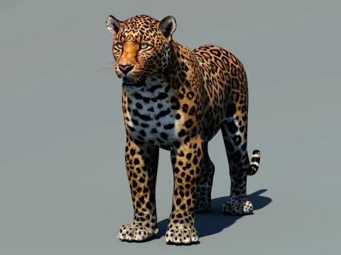 Leopard 3D Model