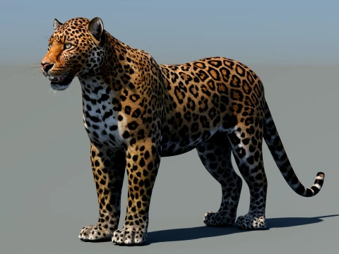 Leopard 3D Model