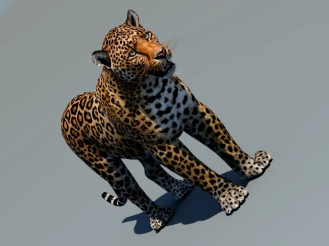 Leopard 3D Model