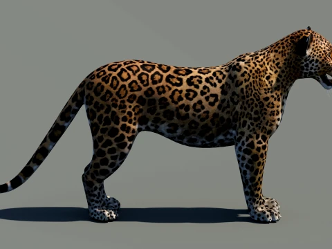 Leopard 3D Model