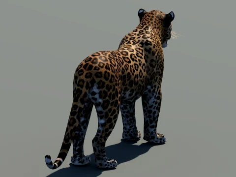 Leopard 3D Model