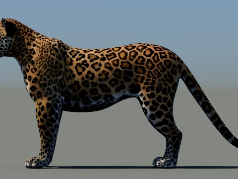 Leopard 3D Model