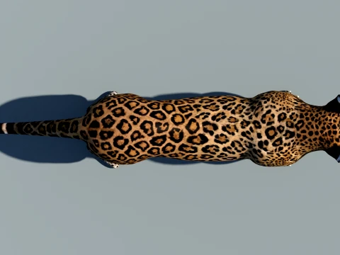Leopard 3D Model