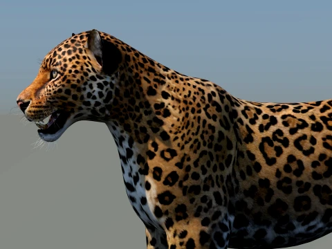 Leopard 3D Model
