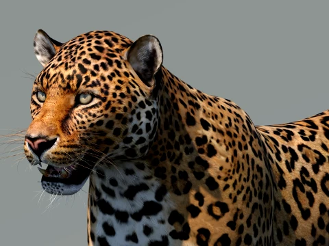 Leopard 3D Model